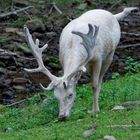 Albino Dammhirsch