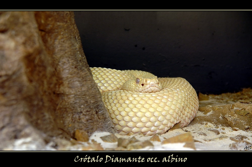 Albino