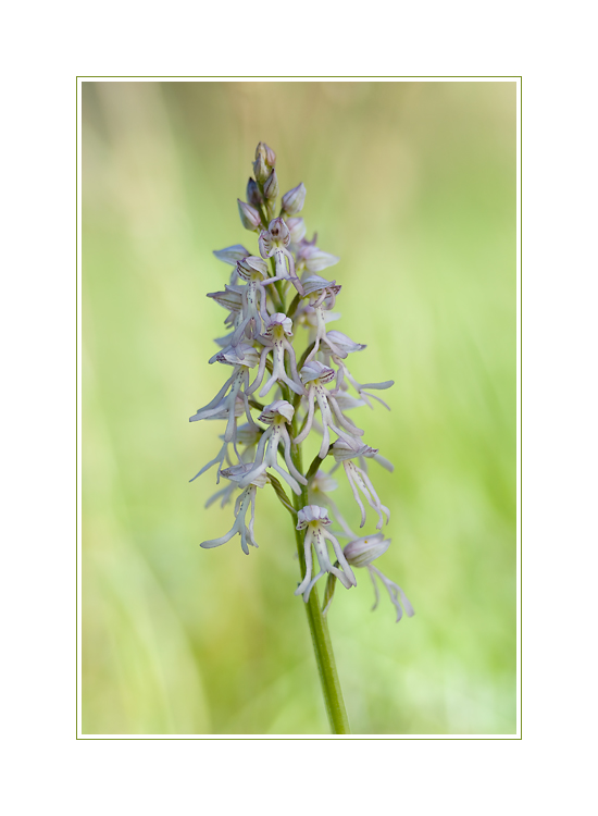 Albino der Orchiaceras spurium