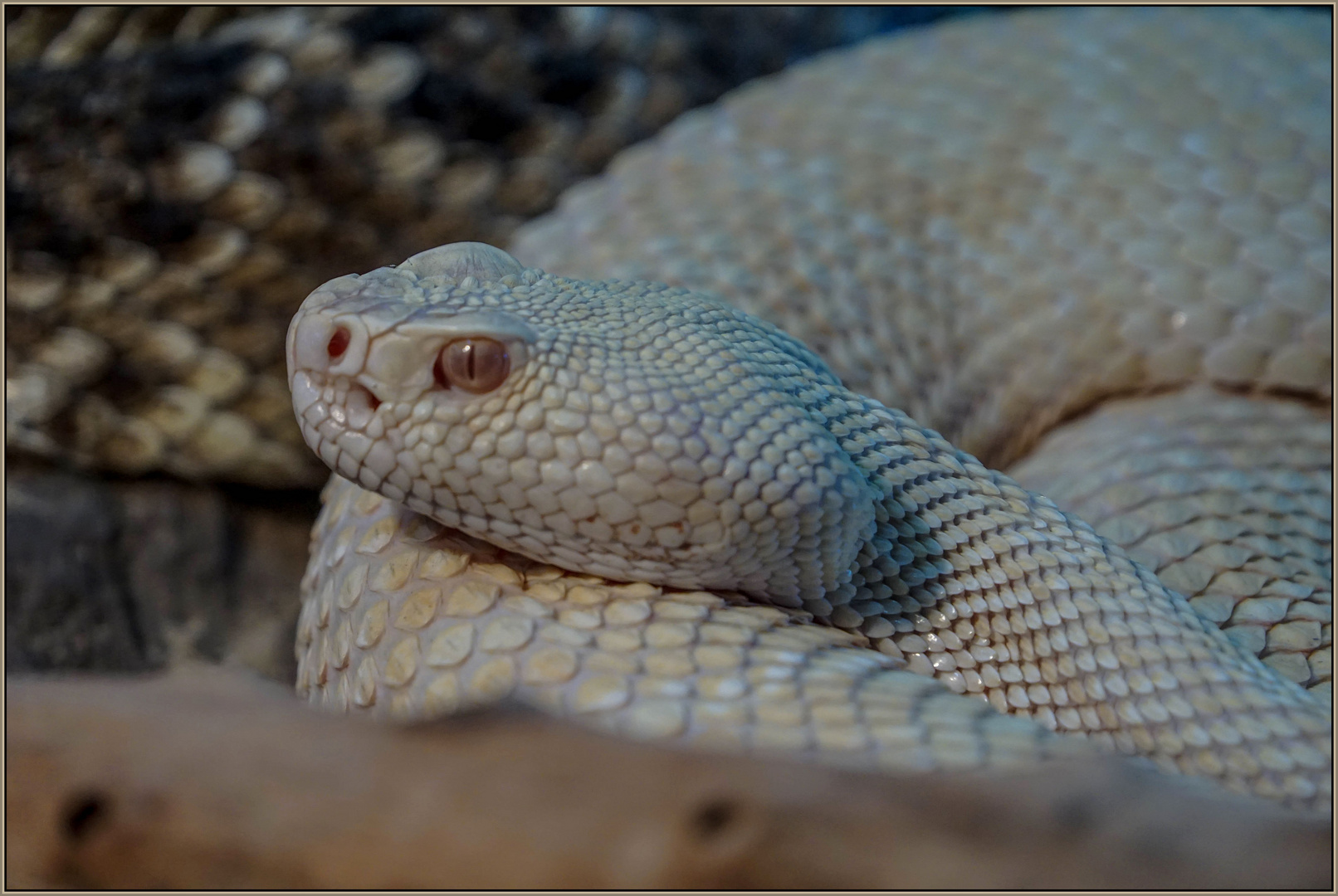 Albino Diamantklapperschlange