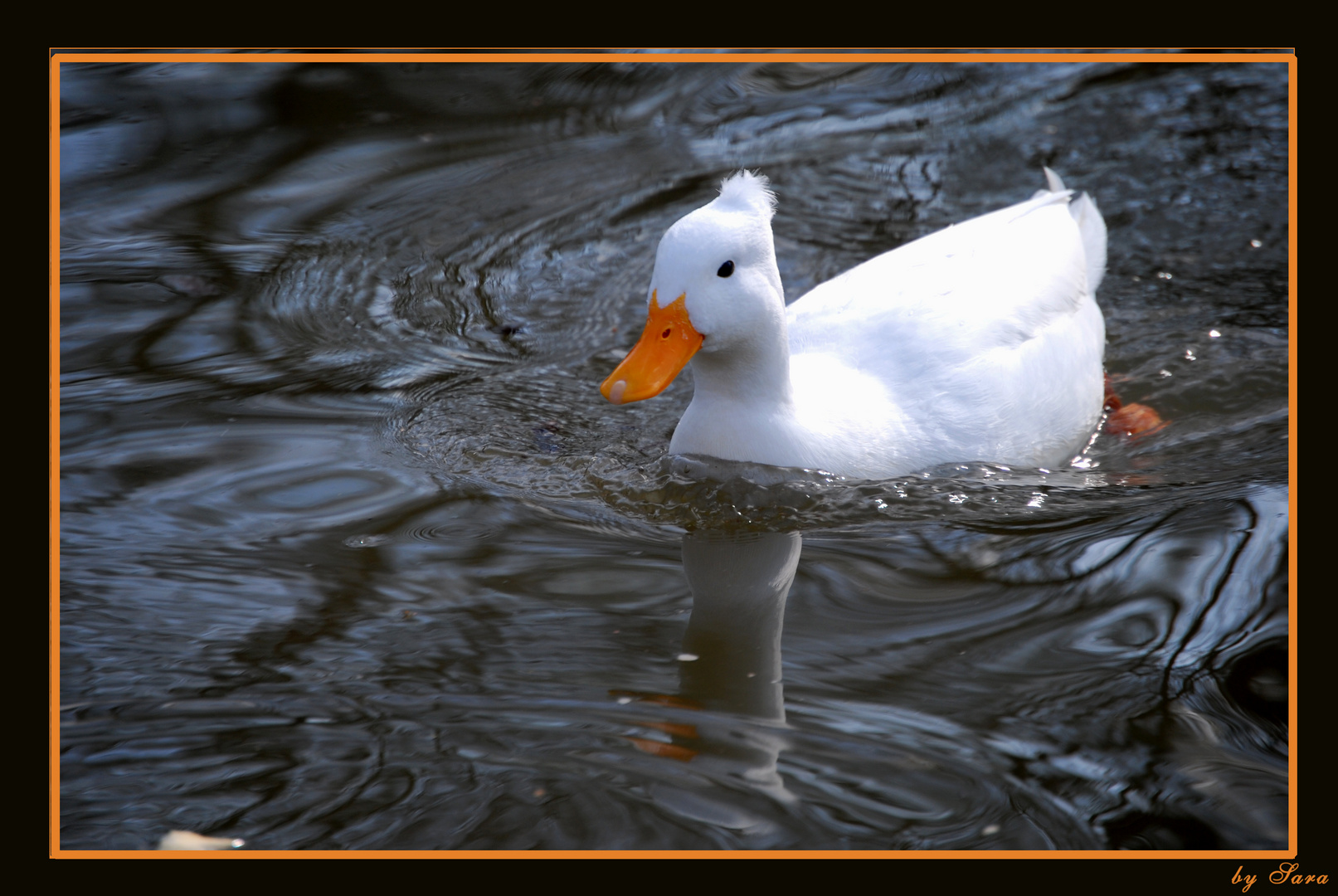 Albino Duck