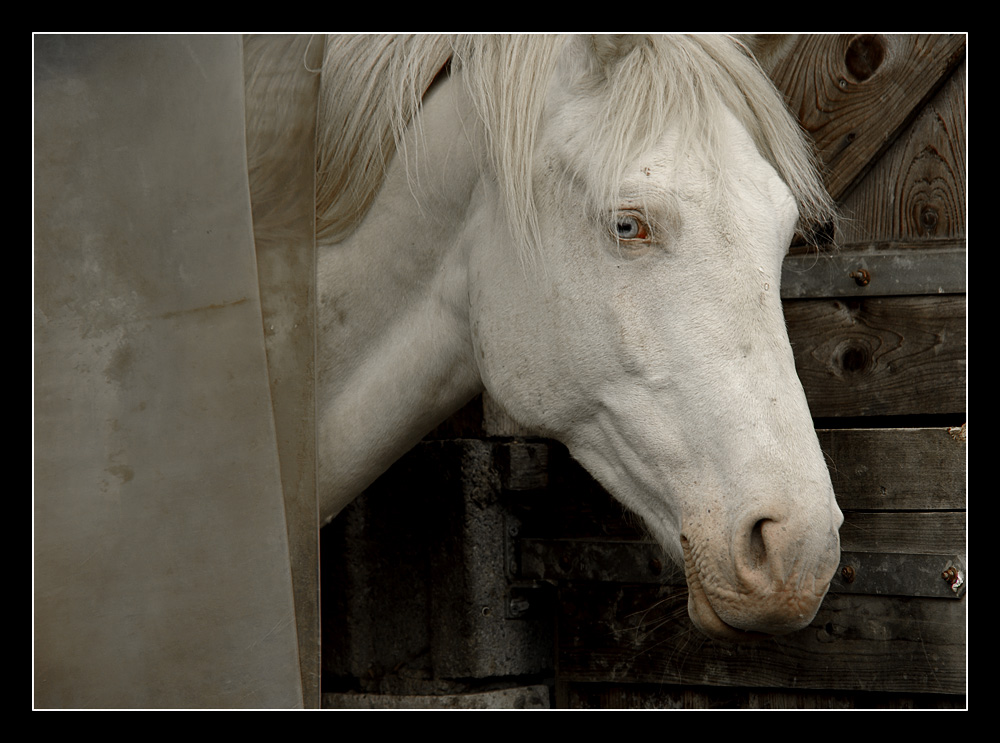 Albino