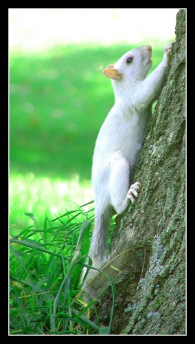 Albino-(Eich-) Hörnchen..oder was auch immer