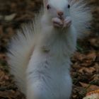 Albino Eichhörnchen