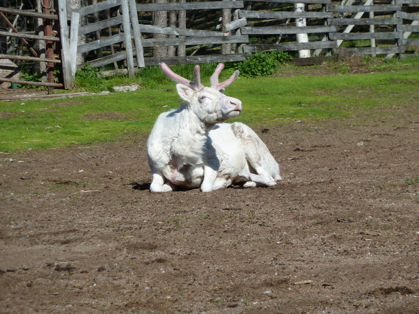 Albino Elch in Finnland