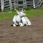 Albino Elch in Finnland