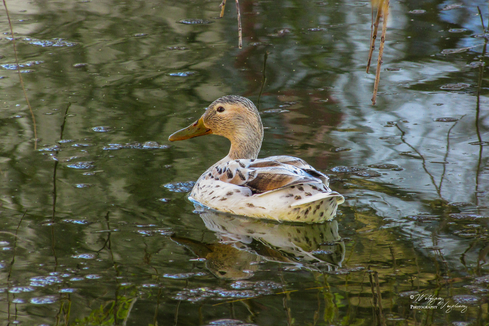 Albino-Ente