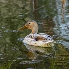 Albino-Ente