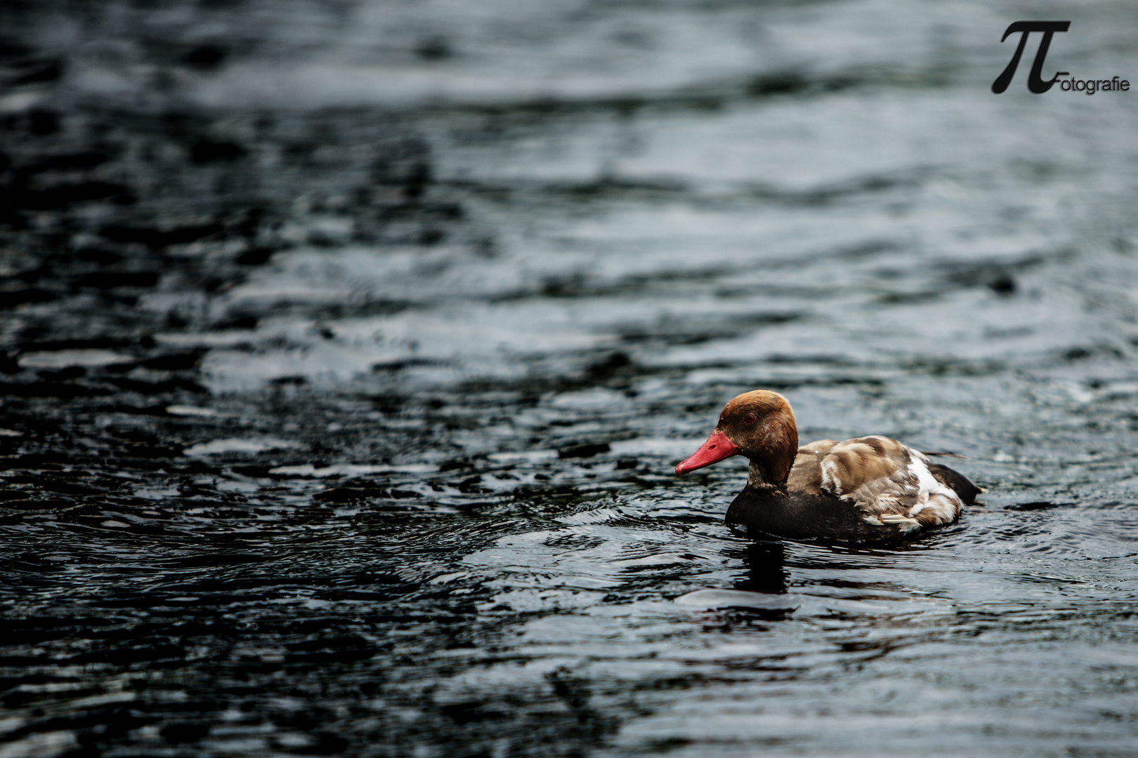 "Albino" Ente :D