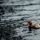 "Albino" Ente :D