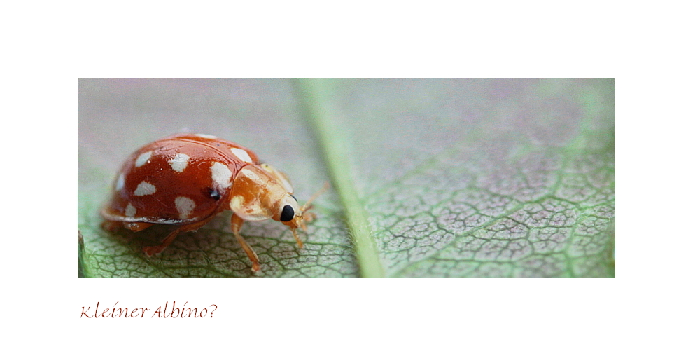 Albino?