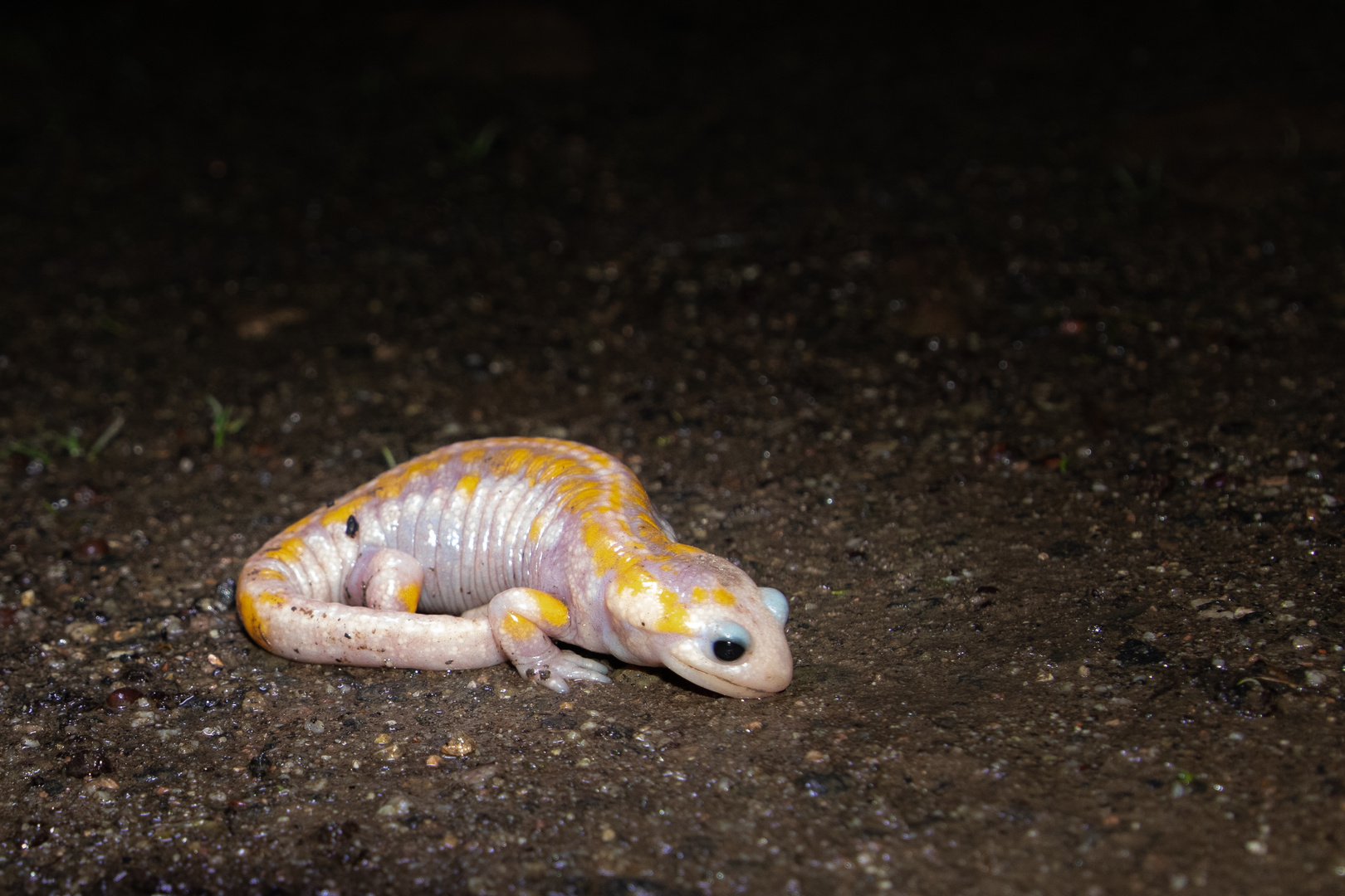 ALBINO feuersalamander farbe