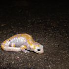 ALBINO feuersalamander farbe