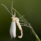 Albino