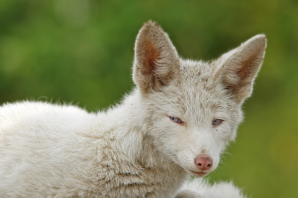 Albino Fuchs