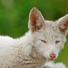 Albino Fuchs