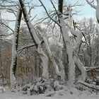 Albino giants