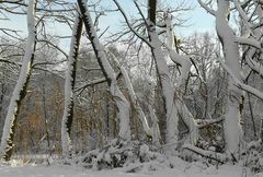 Albino giants