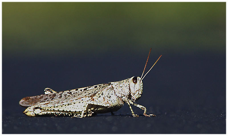 Albino-Grasshopper