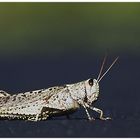 Albino-Grasshopper