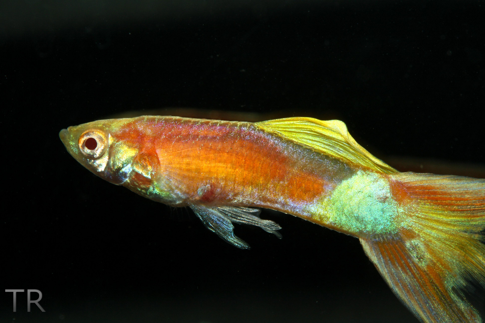 Albino Guppy