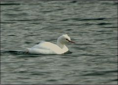 Albino Haubentaucher