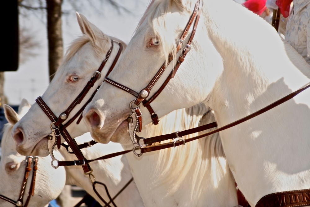 Albino horses