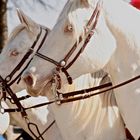 Albino horses