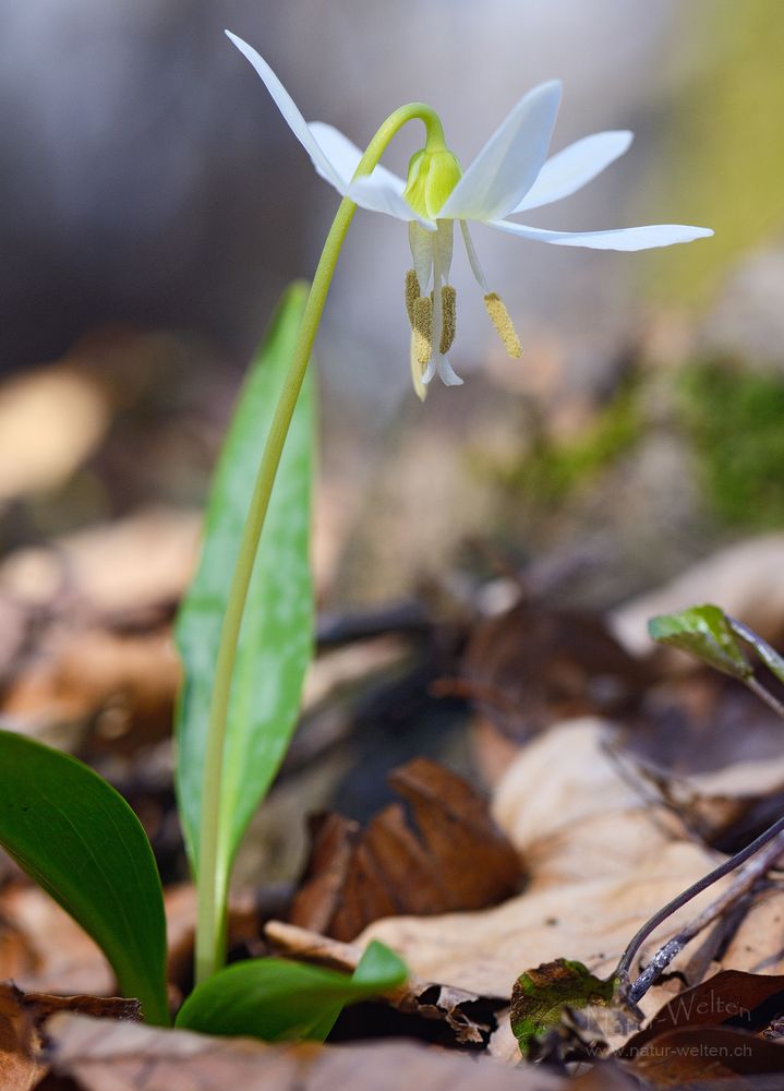 Albino Hundszahnlilie