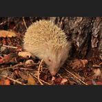 Albino Igel