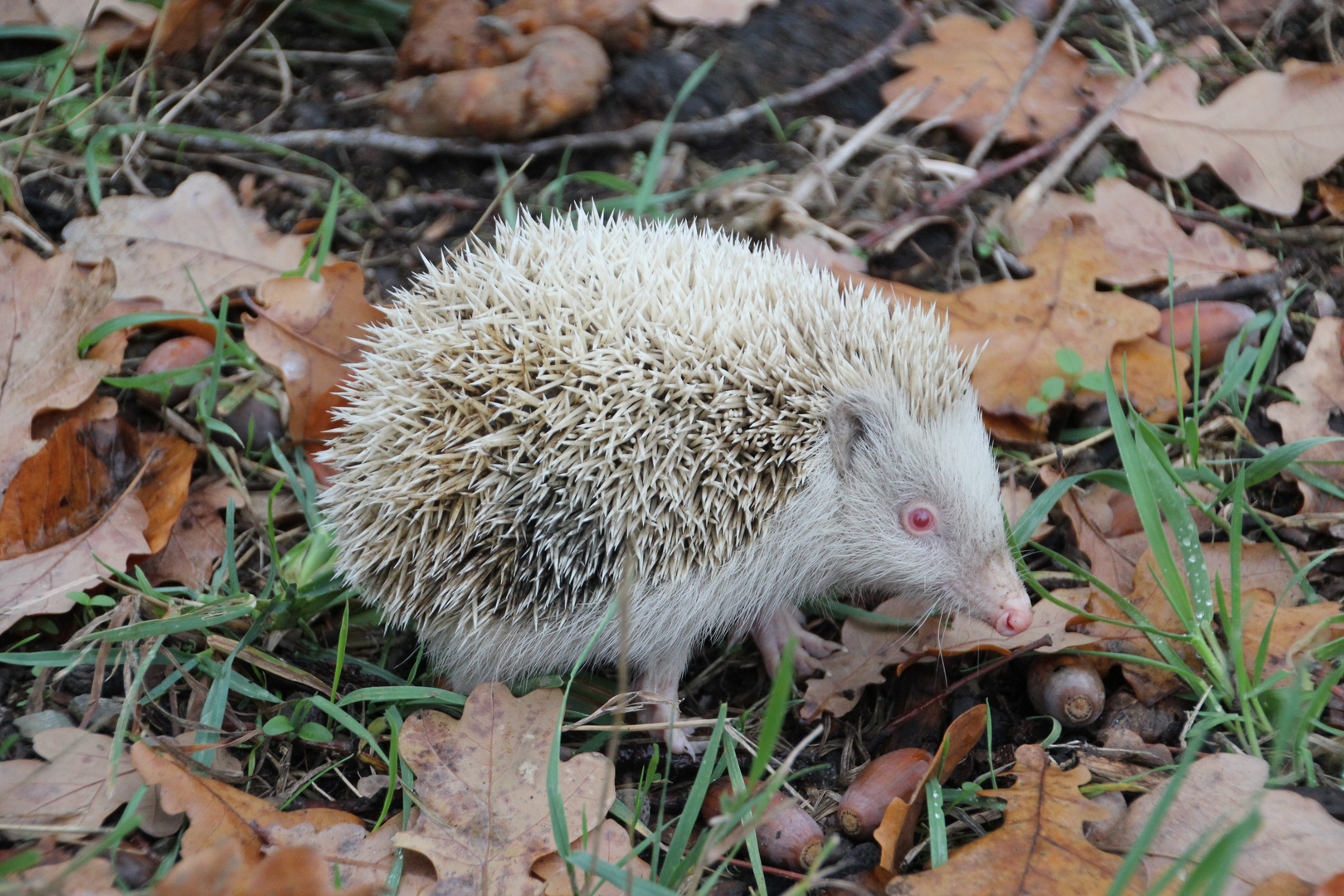 Albino - Igel