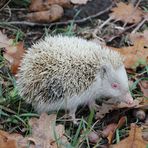 Albino - Igel