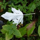 Albino im Herbst