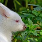 Albino Känguru