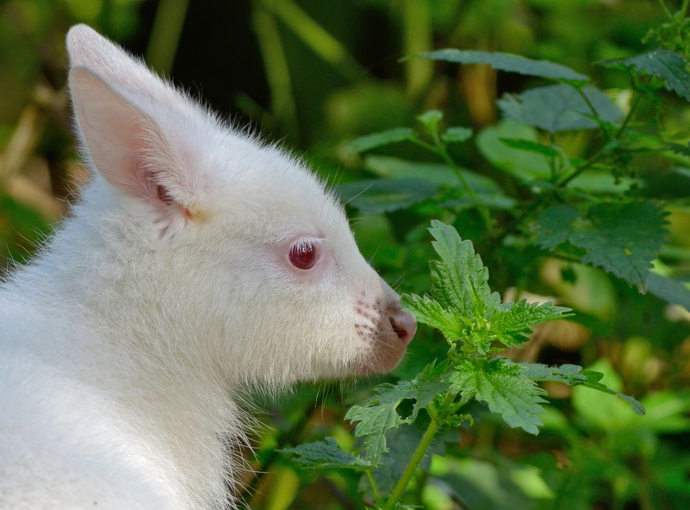 Albino Känguru