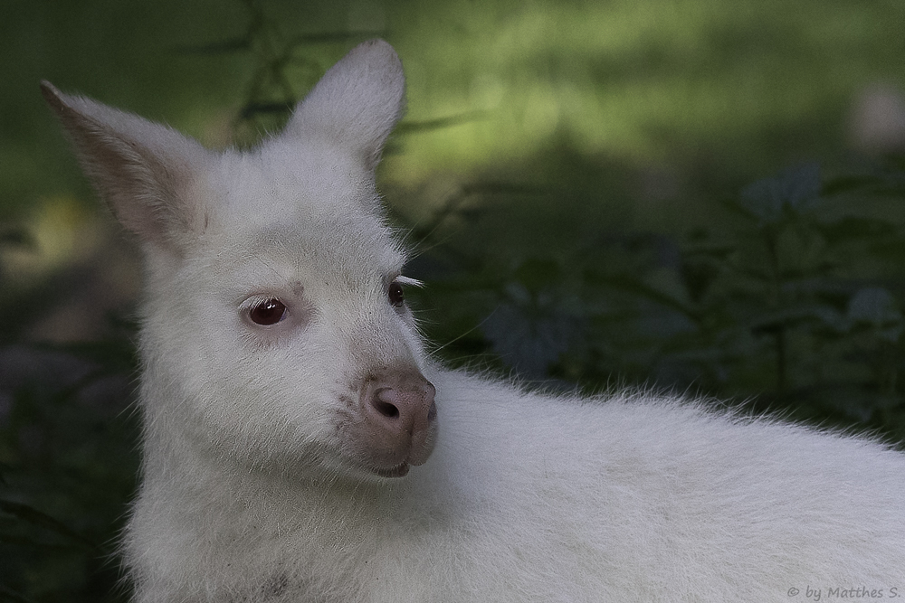 Albino-Känguru