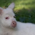 Albino-Känguru