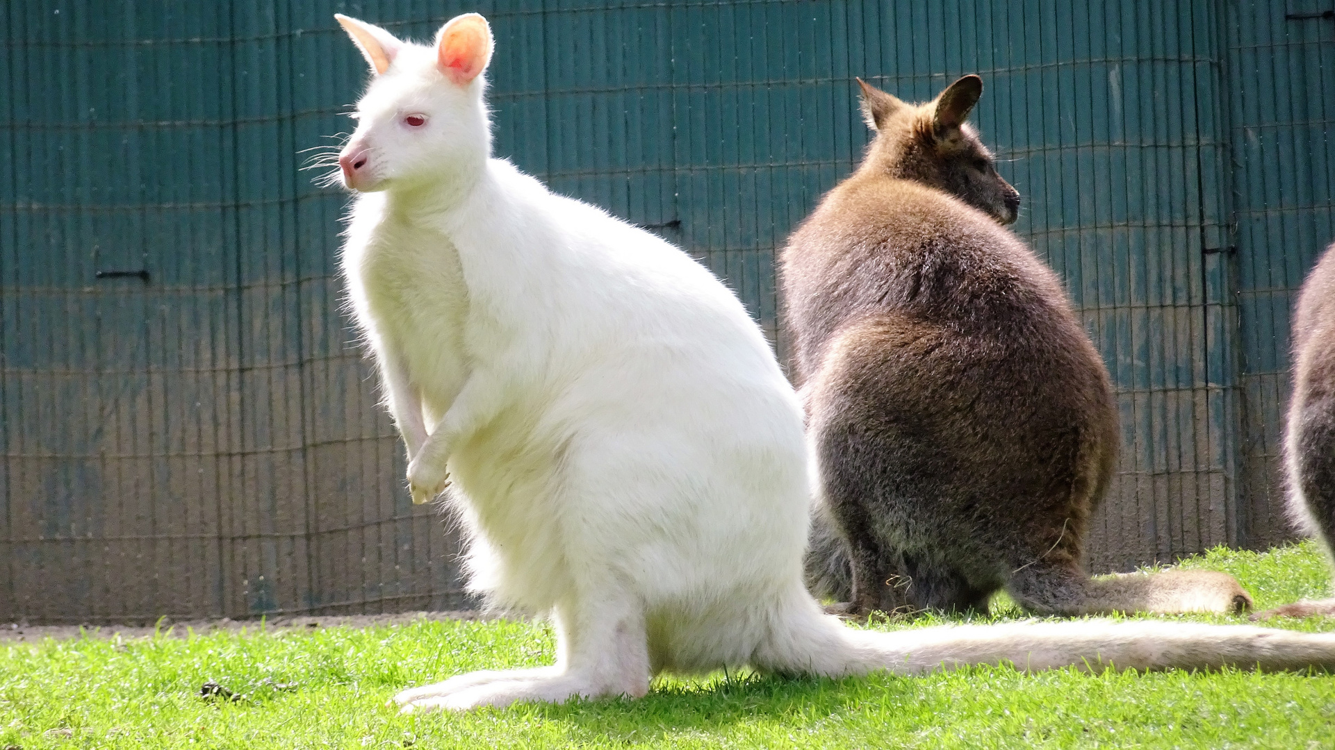 Albino Känguruh