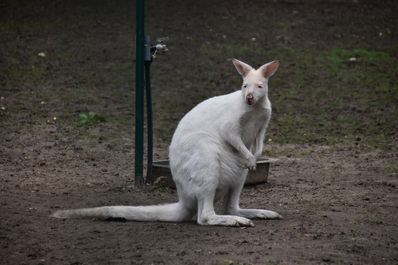 Albino Känguruh