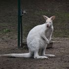 Albino Känguruh