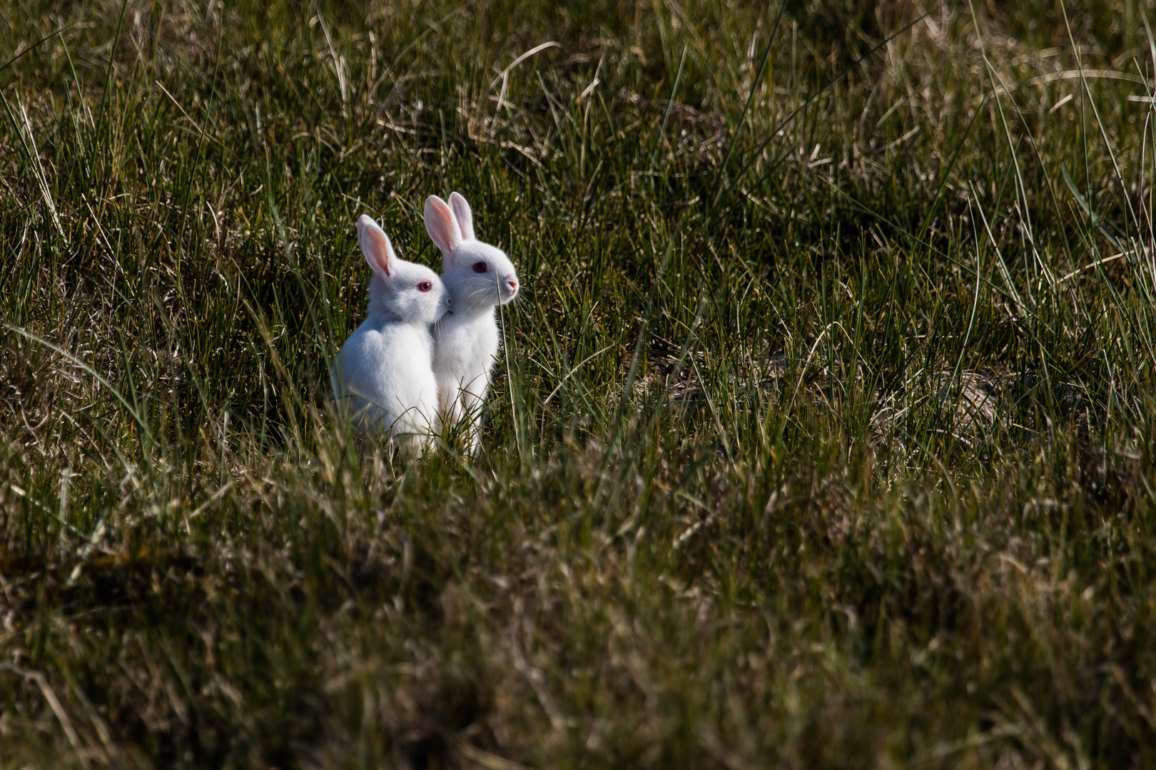 Albino Kaninchen in den Amrumer Dünen