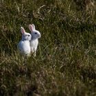 Albino Kaninchen in den Amrumer Dünen