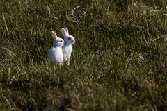 Albino Kaninchen in den Amrumer Dünen