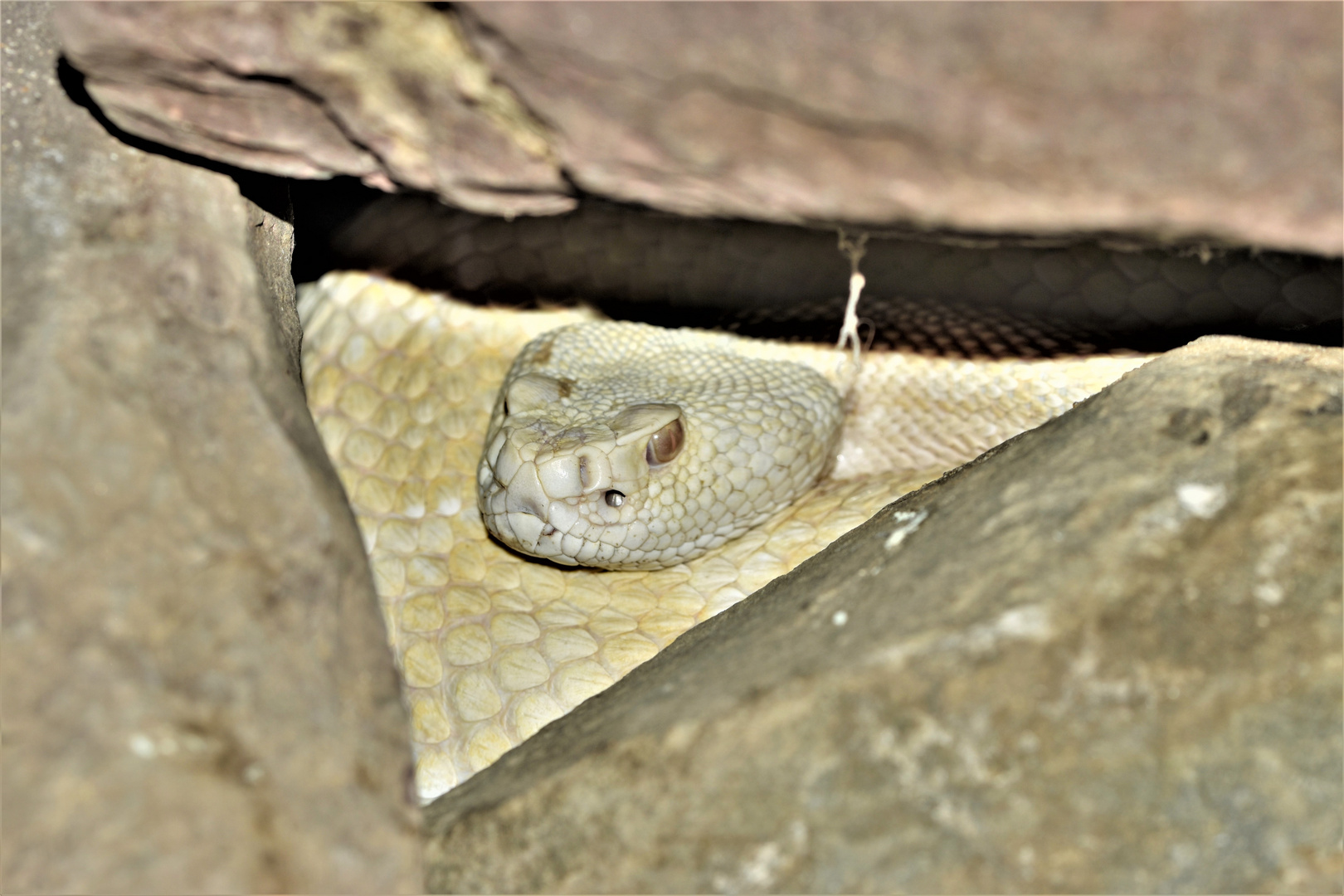 Albino Klapperschlange