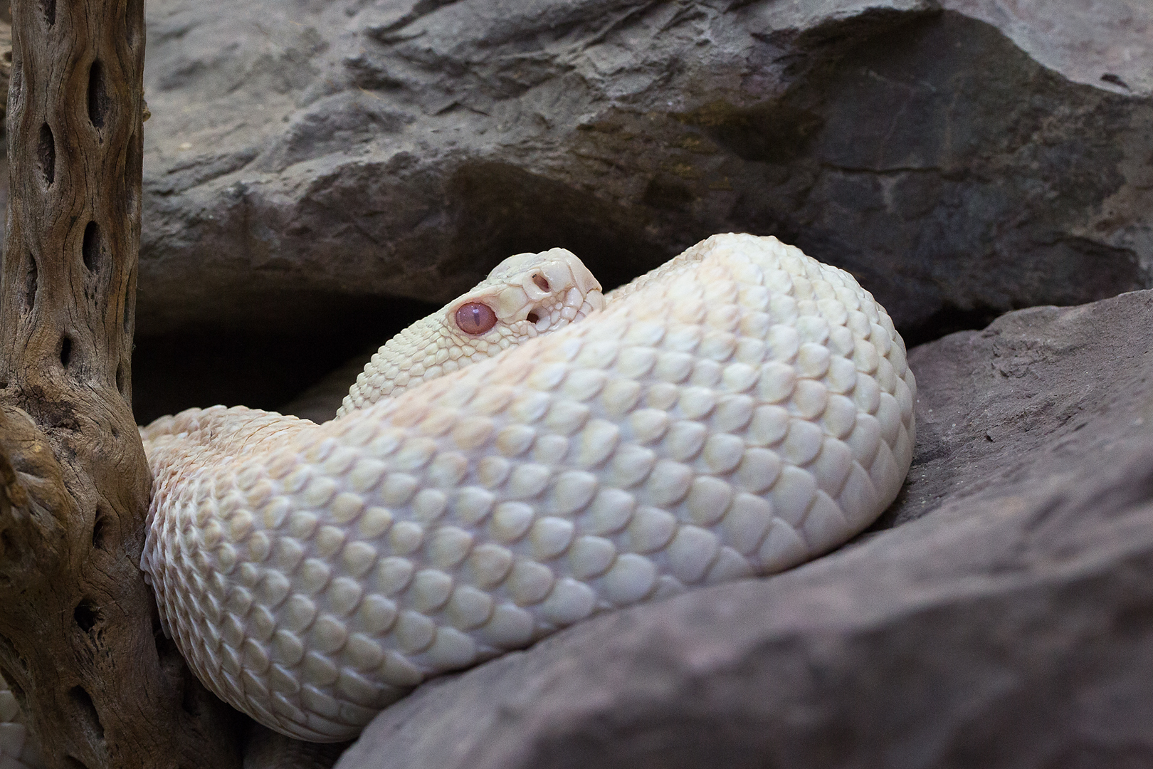 Albino Klapperschlange