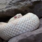 Albino Klapperschlange