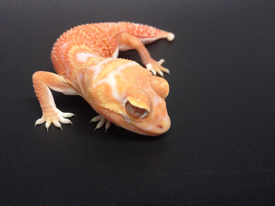 Albino Knopfschwanz Gecko