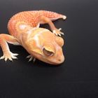 Albino Knopfschwanz Gecko