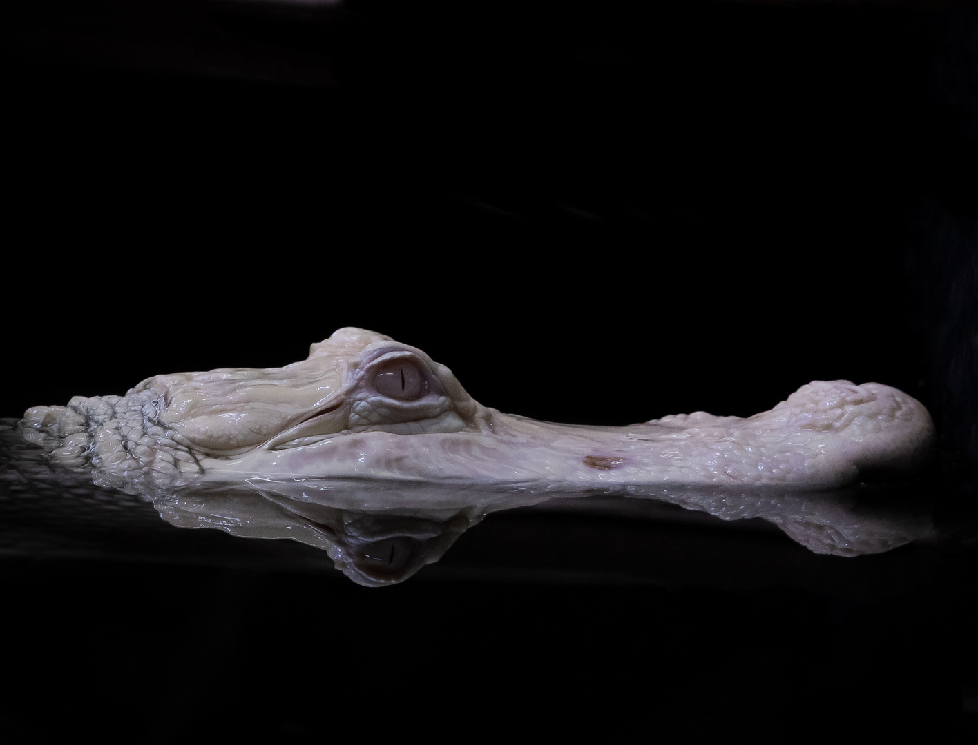 Albino Krokodil