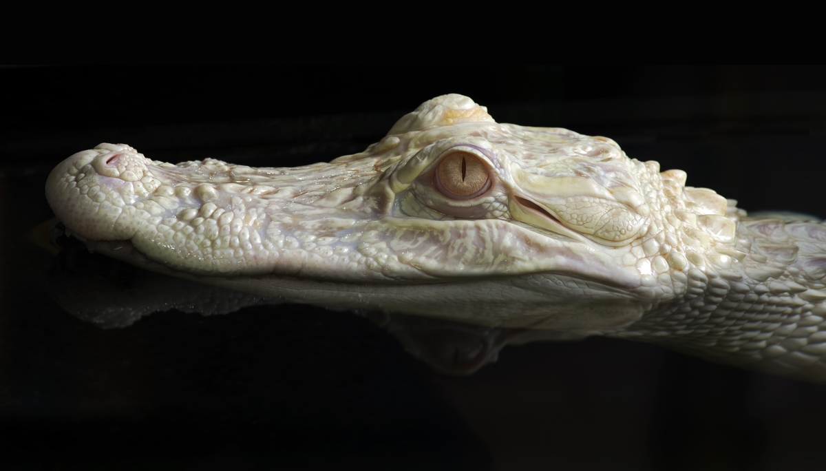 ~ Albino-Krokodil ~